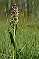 Fleischfarbenes Knabenkraut(Dactylorhiza incarnata)