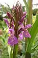 Übersehenes Knabenkraut,Orchidee des Jahres