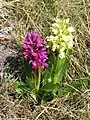 Zwei Farbmorphen vom Holunder-Knabenkraut (Dactylorhiza sambucina)