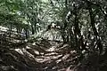 Wanderweg im Dadia-Lefkimi-Soufli Forest National Park