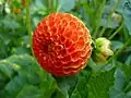 Pompon-Dahlie(Sorte 'Bantling')