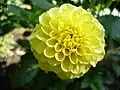 Ball-Dahlie(Sorte 'Golden Torch')