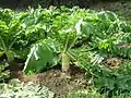 Sprossrübe des Garten-Rettichs (Raphanus sativus)