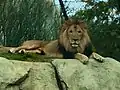 Löwen-Männchen