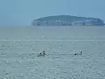 Pelikane vor der Insel Golem Grad