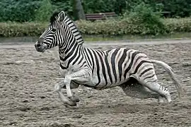 Steppenzebra