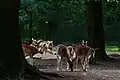 Damwild im Freigehege