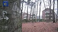 „P“-Zeichen und Jakobsmuschel an einem Baum im Wald beim Kloster Damme