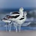 Braunhals-Säbelschnäbler im Winterkleid.