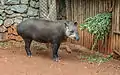 Flachlandtapir (Tapirus terrestris)