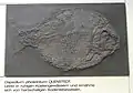 Dapedium pholidotum