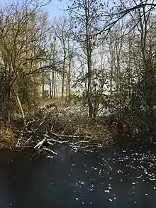 Eisige Zeiten für die „Große Laache“.