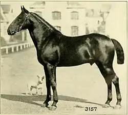 Narqois *1891 - Beschäler im Hengstdepot Saint Lo