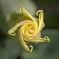 Verdrehte und gefaltete Knospendeckung bei Datura innoxia