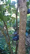 Davidsonspflaume (Davidsonia jerseyana, Davidsonia pruriens)