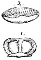 S. 10v, Abb. 2