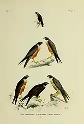 Schlegel (1866): De vogels van Nederlandsch Indië, book 3 Valkvogels, plate 2, fig. 1.