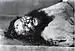Der ermordete Rasputin