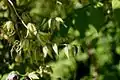 Blüten