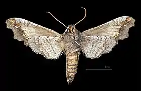 Deidamia inscriptum ♀  △