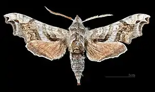 Deidamia inscriptum ♂
