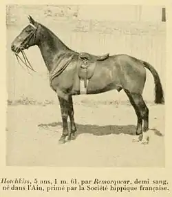 Halbblut aus Ain aus „Les races chevalines française et anglaises“ von J.B. Robert (1910)