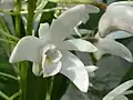 Dendrobium delicatum