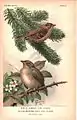 Kronwaldsänger (Dendroica coronata) & Gelbbrust-Waldsänger (Icteria virens) in The Auk, 1899
