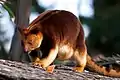 Goodfellow-Baumkänguru  (Dendrolagus goodfellowi)