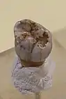 2000 in der Denissowa-Höhle entdeckter Molar (Original), ausgestellt in der Sonderausstellung „Le troisième Homme“ im Musée national de Préhistoire in Les Eyzies-de-Tayac, Frankreich