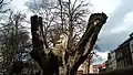 Der Prophet (2012), Holzskulptur im Sankt-Donatus Stadtpark, Löwen