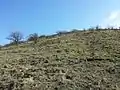 Lösssteppe am Südhang.