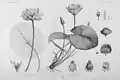 Lotusblumen