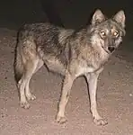 Wolf