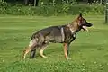 Deutscher Schäferhund