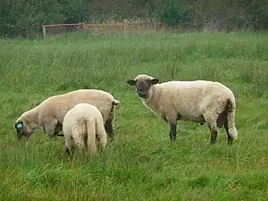 Deutsches schwarzköpfiges Fleischschaf