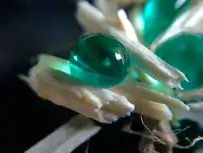 Eingefärbte Wassertröpfchen auf mit Siliziumdioxid-beschichteten Hanfschäben als Isoliermaterial. Der 130° große Wasserkontaktwinkel zeigt die wasserabweisende Wirkung der Beschichtung.