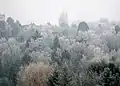 Raureif im Dezember