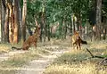 Asiatische Wildhunde in Kanha
