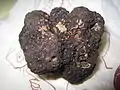 Perigord-TrüffelTuber melanosporum