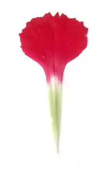 „genageltes“ Kronblatt von Dianthus: „Platte“ (rot) und „Nagel“ (weiß)