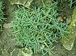 Dianthus moravicus