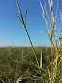 Stielrunder, grasgrüner Stängel mit vom Grund an schmäler werdenden Laubblättern.
