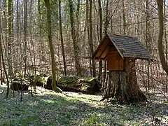 Stumpf der „Dicken Buche“ bei Nußloch