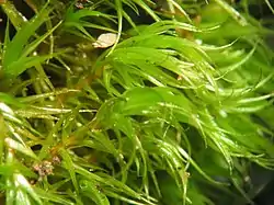 Habitus