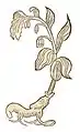 Hortus sanitatis 1491 Diptamum