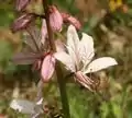 Diptam(Dictamnus albus)