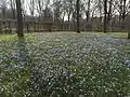 Die Blüte der Sternhyazinthen im März jeden Jahres