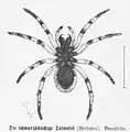 „Die schwarzbäuchige Tarantel“