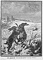 Ein Hasenduell aus: Die Gartenlaube (1887)